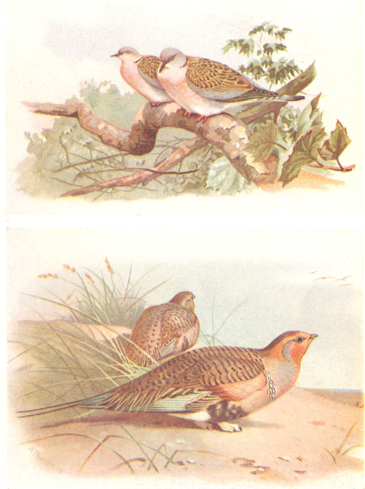 BRITISH BIRDS. Turtle-Dove; Pallass Sand-Grouse. THORBURN 1925 old print